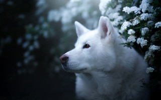 White dog flower background blurry - white flower free wallpaper