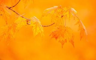 Yellow leaves orange sky fire - a yellow sky free wallpaper
