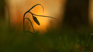 Plant stem grass blurry background - a blurry background of trees and grass free wallpaper