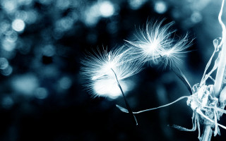Dandelion macro night sky moon 2 - a blurry image free wallpaper