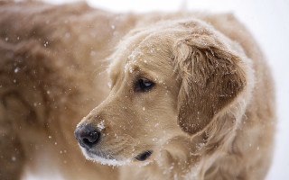 Dog snow astronaut starry night - eye closed free wallpaper