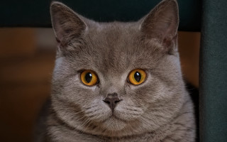 Serious cat yellow eyes chair - yellow eye free wallpaper