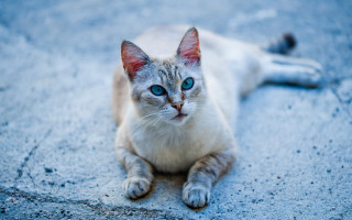Sad cat blue eyes outdoors - neoplasticism free wallpaper