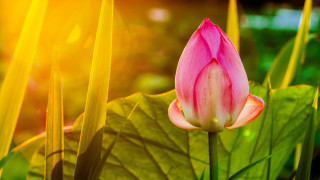 Pink flower bloom green grass - a pink flower free wallpaper