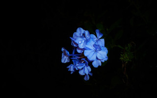 Blue flower water droplets bioluminescence - the dark night time free wallpaper