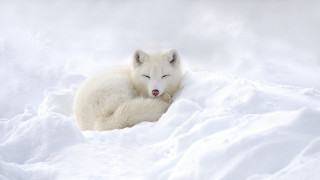 Polar bear snow sleeping outdoors - polar free wallpaper