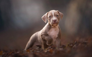 Puppy leaves sad look tiltshift - his face free wallpaper