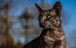 Black cat green eyes trees - green eye free wallpaper