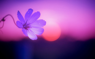 Purple flower macro butterfly sunset - a purple flower free wallpaper