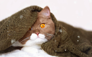 Cat hiding under blanket snow - beautiful eye free wallpaper