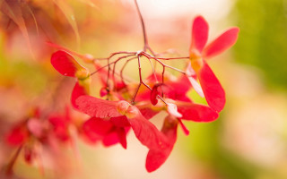 Red flower closeup impressionism shallow - elizabeth durack free wallpaper