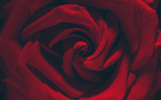 Red rose closeup black background 3 - a red center free wallpaper