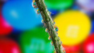 Green bubble stem multicolored background - a bunch of bubbles free wallpaper