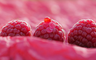 Three raspberries pink cloth red - berry free wallpaper