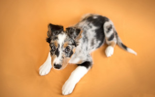 Dog black white face looking - elke vogelsang free wallpaper