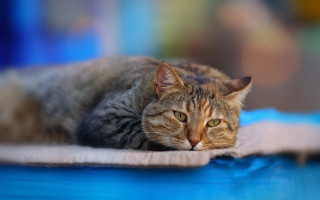 Cat blue surface blurry background - neoplasticism free wallpaper