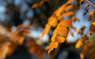 Tree yellow leaves blurry background - a close up of a tree free wallpaper