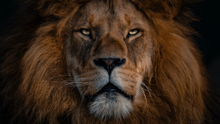 Lion closeup male old naturalism - a black background and a blurry background behind free wallpaper