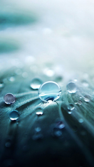 Leaf water droplets blue background 2 - water droplet free wallpaper