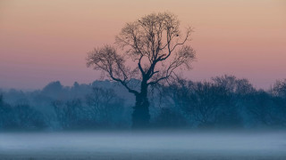 Foggy field tree bird pink - a pink sky free wallpaper