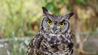 Owl yellow eyes blurry background 2 - animal free wallpaper