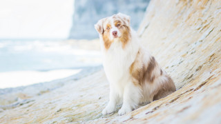 Dog ocean rock cliff beach - australian tonalism free wallpaper