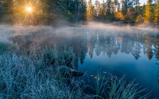 Lake trees fog mist autumn - tall grass and trees free wallpaper