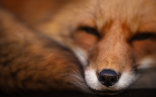 Fox sleeping closeup furry macro - its head free wallpaper