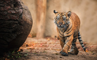 Tiger walking dirt field tree - a dirt field next free wallpaper