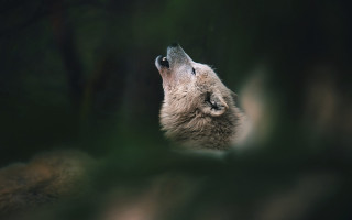 Wolf looking up sky closed - its head free wallpaper