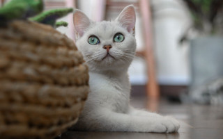 White cat blue eyes basket - ascii art free wallpaper