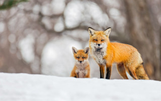 Foxes snow woods ecological jigsaw - two fox free wallpaper