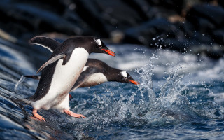 Penguins splashing rock ocean waves - two penguin free wallpaper