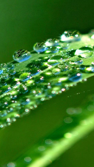 Close up green leaf water 12 - a blurry background free wallpaper