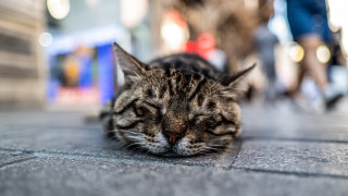 Cat sleeping city street bokeh - the background and a person free wallpaper