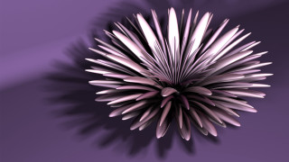 Purple flower shadow wall purple - a purple background behind free wallpaper