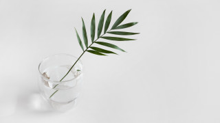 Green leaf glass water shadow - minimalist free wallpaper