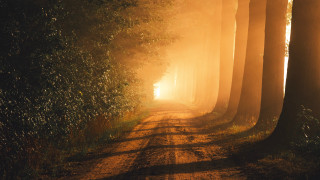 Dirt road foggy trees sunshine - atmospheric free wallpaper