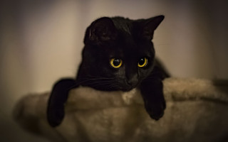 Black cat yellow eyes white - a black cat free wallpaper