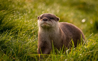 Otter dew grassy field impressionism - a grassy field free wallpaper