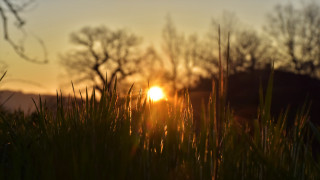 Sunset trees grass sky lake - claire dalby free wallpaper