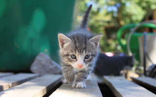 Kitten wooden table outdoors bokeh - outside free wallpaper