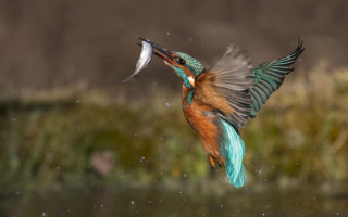 Colorful bird fish over water - a brown wall free wallpaper