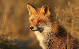 Fox closeup grass weeds portrait - a portrait free wallpaper