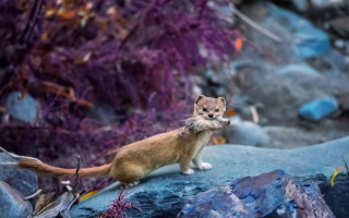 Small animal rock purple plants - a small animal standing free wallpaper