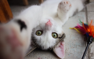 Black cat toy feather selfie - a toy free wallpaper