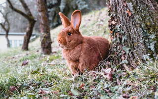 Brown rabbit forest tree cherry - beatrix potter free wallpaper