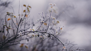 Snowy branch white flowers macro - tonalism free wallpaper for desktop