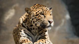 Leopard laying rock zoo enclosure - a large leopard free wallpaper