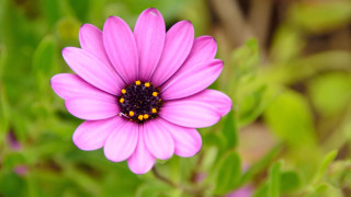 Pink flower yellow center green 8 - a yellow center free wallpaper